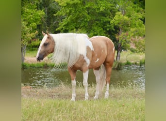 Paint-häst, Valack, 8 år, 155 cm, Pinto