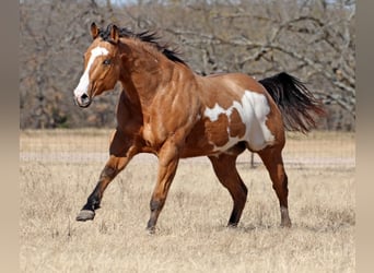 Paint-häst, Valack, 8 år, 163 cm, Gulbrun