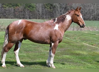 Paint-häst, Valack, 8 år, 163 cm, Rödskimmel