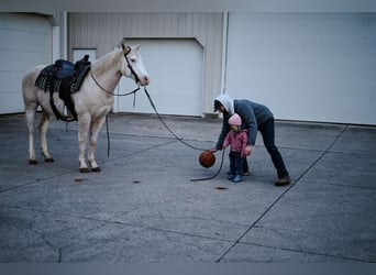 Paint-häst, Valack, 9 år, 147 cm, Palomino