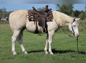 Paint-häst, Valack, 9 år, 147 cm, Palomino