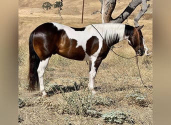 Paint-häst, Valack, 9 år, 147 cm, Tobiano-skäck-alla-färger