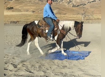 Paint-häst, Valack, 9 år, 147 cm, Tobiano-skäck-alla-färger