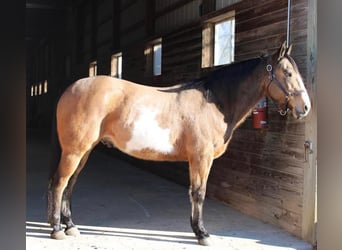 Paint-häst, Valack, 9 år, 152 cm, Gulbrun