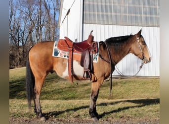 Paint-häst, Valack, 9 år, 152 cm, Gulbrun