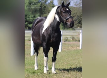 Paint-häst, Valack, 9 år, 152 cm, Tobiano-skäck-alla-färger