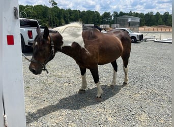 Paint-häst, Valack, 9 år, 152 cm, Tobiano-skäck-alla-färger