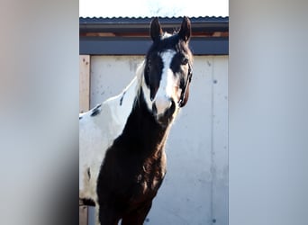 Paint-häst, Valack, 9 år, 155 cm, Pinto