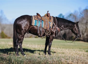 Paint-häst, Valack, 9 år, 155 cm, Svart