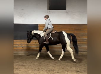 Paint-häst, Valack, 9 år, 163 cm, Svart