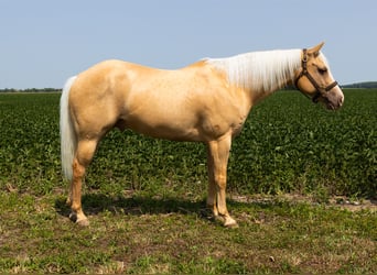 Paint-häst, Valack, 9 år, Palomino