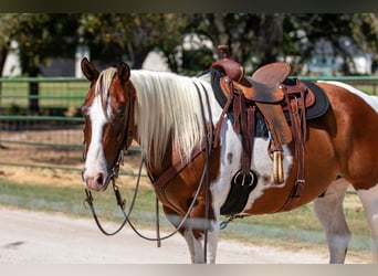 Paint Horse, Caballo castrado, 10 años, 132 cm, Tobiano-todas las-capas