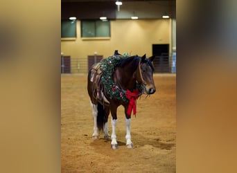 Paint Horse, Caballo castrado, 10 años, 147 cm, Tobiano-todas las-capas