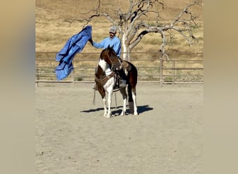 Paint Horse, Caballo castrado, 10 años, 147 cm, Tobiano-todas las-capas