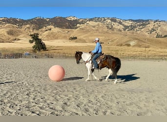 Paint Horse, Caballo castrado, 10 años, 147 cm, Tobiano-todas las-capas