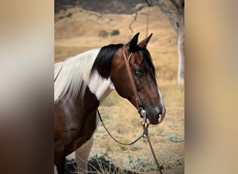 Paint Horse, Caballo castrado, 10 años, 147 cm, Tobiano-todas las-capas