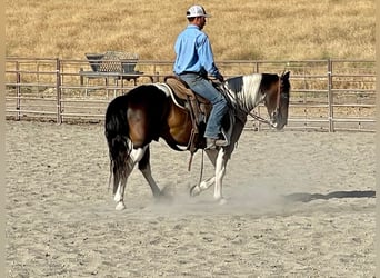 Paint Horse, Caballo castrado, 10 años, 147 cm, Tobiano-todas las-capas