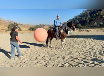 Paint Horse, Caballo castrado, 10 años, 147 cm, Tobiano-todas las-capas