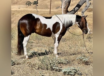 Paint Horse, Caballo castrado, 10 años, 147 cm, Tobiano-todas las-capas