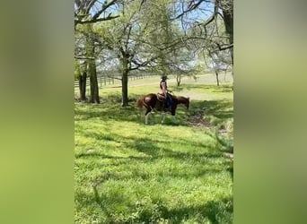 Paint Horse, Caballo castrado, 10 años, 150 cm, Alazán-tostado