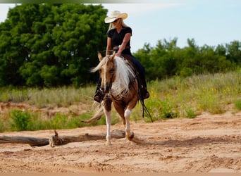 Paint Horse, Caballo castrado, 10 años, 150 cm, Tobiano-todas las-capas