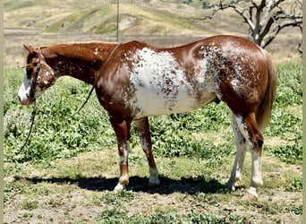 Paint Horse, Caballo castrado, 10 años, 152 cm, Alazán-tostado