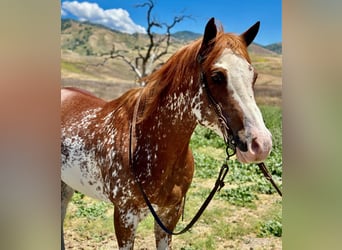 Paint Horse, Caballo castrado, 10 años, 152 cm, Alazán-tostado