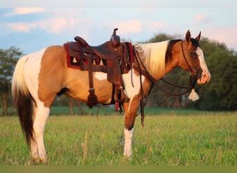 Paint Horse Mestizo, Caballo castrado, 10 años, 152 cm, Buckskin/Bayo