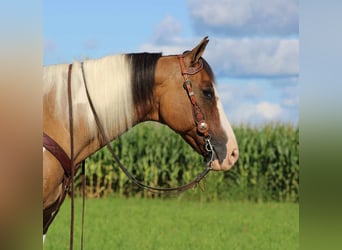 Paint Horse Mestizo, Caballo castrado, 10 años, 152 cm, Buckskin/Bayo