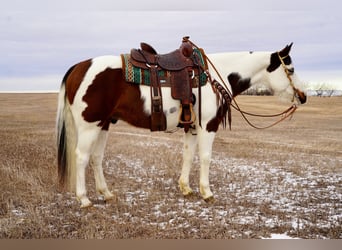 Paint Horse, Caballo castrado, 10 años, 152 cm