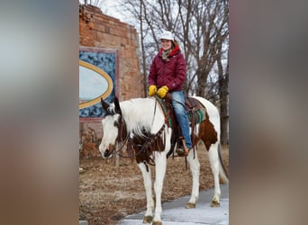 Paint Horse, Caballo castrado, 10 años, 152 cm