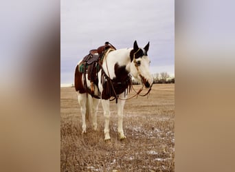 Paint Horse, Caballo castrado, 10 años, 152 cm