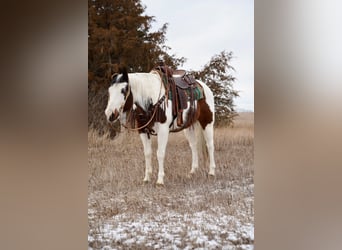 Paint Horse, Caballo castrado, 10 años, 152 cm