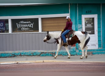 Paint Horse, Caballo castrado, 10 años, 152 cm