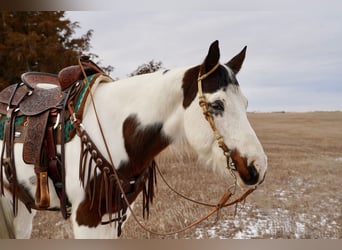 Paint Horse, Caballo castrado, 10 años, 152 cm