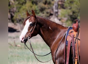 Paint Horse, Caballo castrado, 10 años, 152 cm