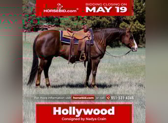 Paint Horse, Caballo castrado, 10 años, 152 cm