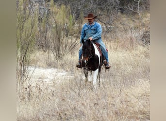 Paint Horse, Caballo castrado, 10 años, 152 cm