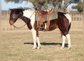 Paint Horse, Caballo castrado, 10 años, 152 cm