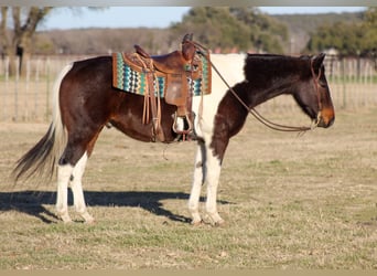 Paint Horse, Caballo castrado, 10 años, 152 cm