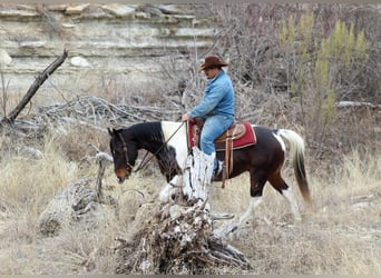 Paint Horse, Caballo castrado, 10 años, 152 cm