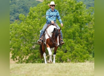 Paint Horse, Caballo castrado, 10 años, 152 cm, Castaño rojizo