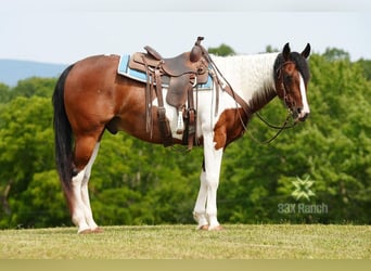 Paint Horse, Caballo castrado, 10 años, 152 cm, Castaño rojizo