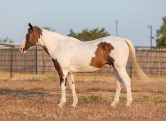 Paint Horse, Caballo castrado, 10 años, 152 cm, Castaño rojizo