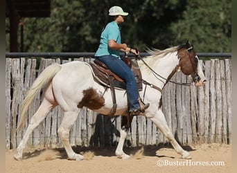 Paint Horse, Caballo castrado, 10 años, 152 cm, Castaño rojizo