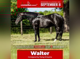 Paint Horse, Caballo castrado, 10 años, 152 cm, Negro