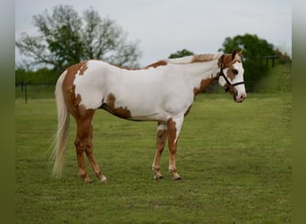 Paint Horse, Caballo castrado, 10 años, 152 cm, Pío