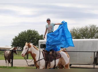 Paint Horse, Caballo castrado, 10 años, 152 cm, Pío