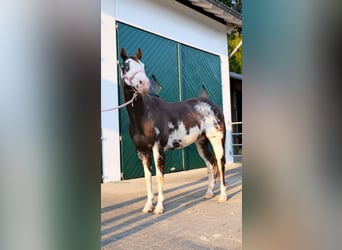 Paint Horse, Caballo castrado, 10 años, 154 cm, Overo-todas las-capas