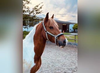 Paint Horse Mestizo, Caballo castrado, 10 años, 154 cm, Pío